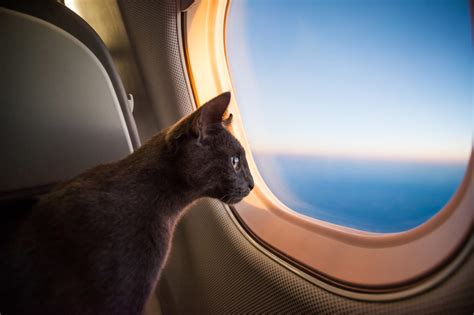 chat assis près d'un hublot d'avion|Voyager avec un Chat en Avion : Prix & Conseils Pratiques.